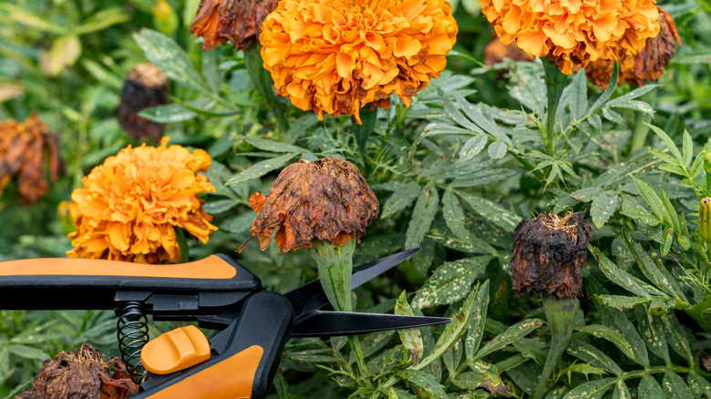 Garden scissors cutting off dried marigold flowers