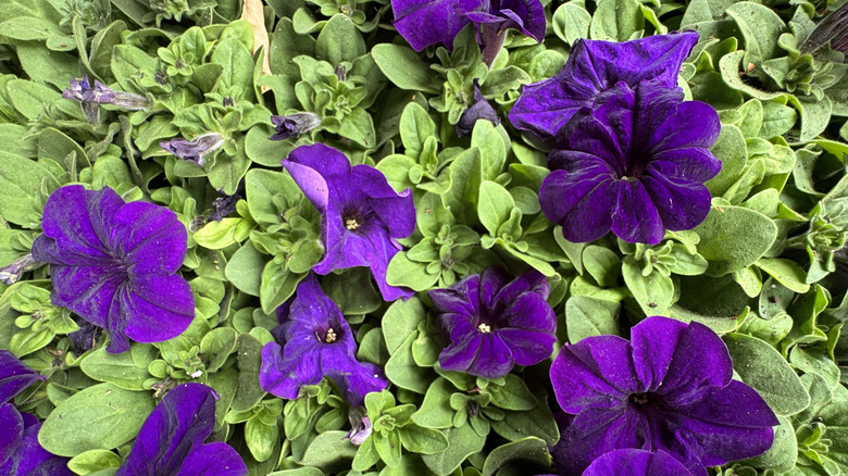 Dark purple hybrid petunia flowers