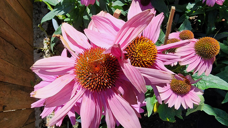 A clump of purple coneflowers grows next to a wooden fence in a garden