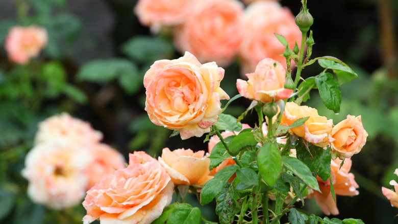 Peach-colored floribunda roses grow in the garden