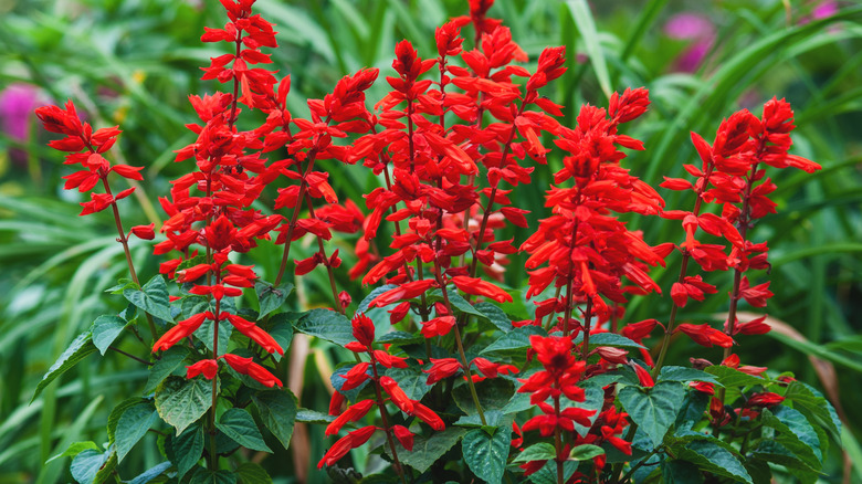 Spikes of scarlet sage bloom in a garden