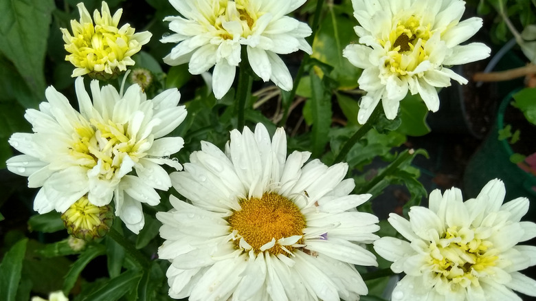 Shasta daisies in various bloom stages grow in a garden
