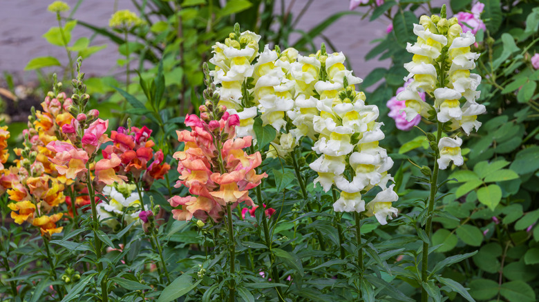 Snapdragons of multiple colors grow in a garden