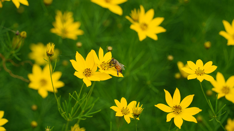 Bright yellow coreopsis flowers grow in a field