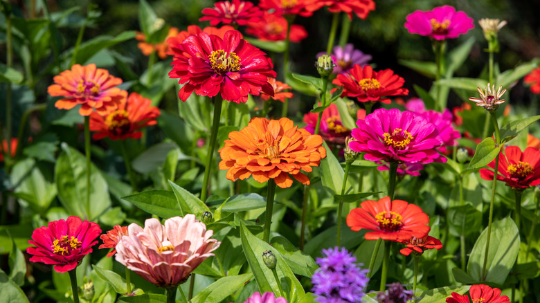 Zinnias in various colors bloom during the summer
