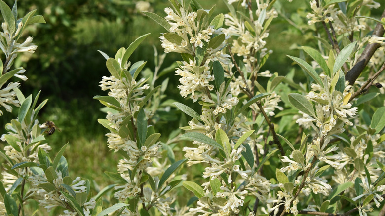 Creamy yellow flowers of autumn olive