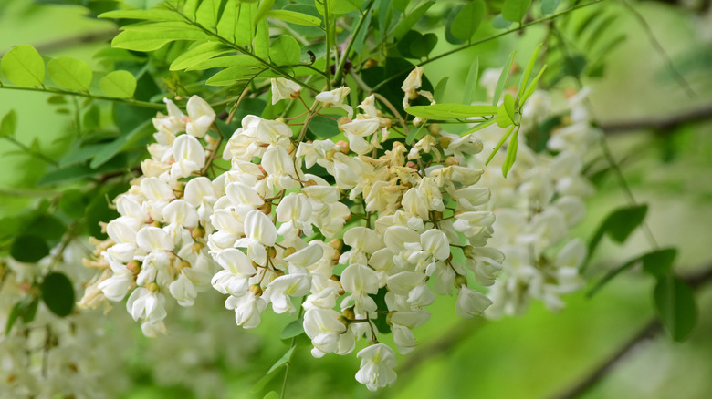 Black locust's white flowers in bloom