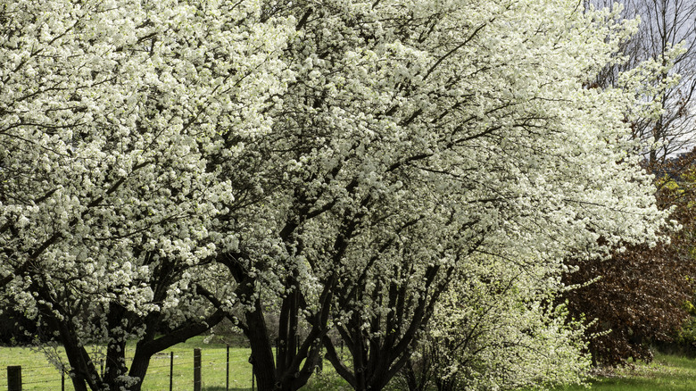 Bradford pear trees in bloom