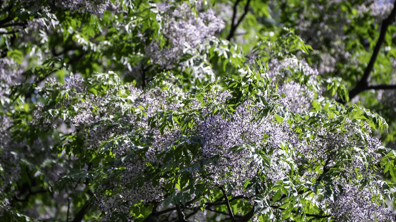 Chinaberry tree's lilac flowers in bloom