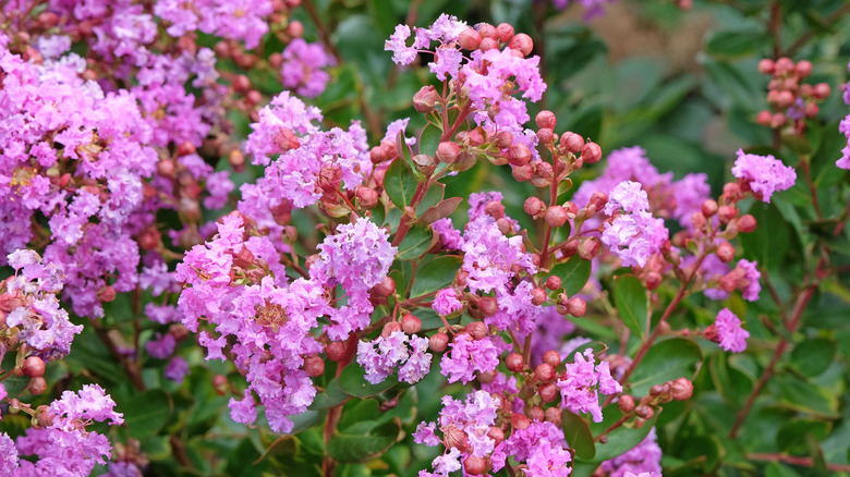 Crape myrtle's lilac pink flowers