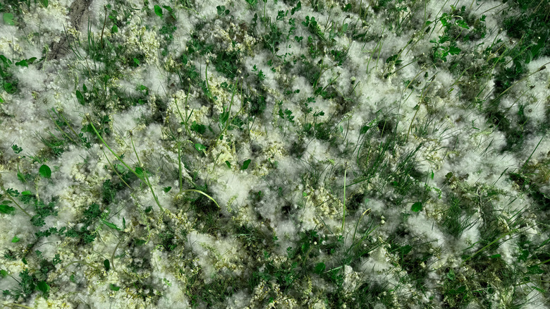 Closeup of the eastern cottonwood tree