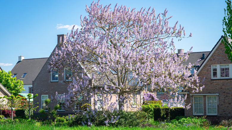 Light purple flowers on an empress tree near house