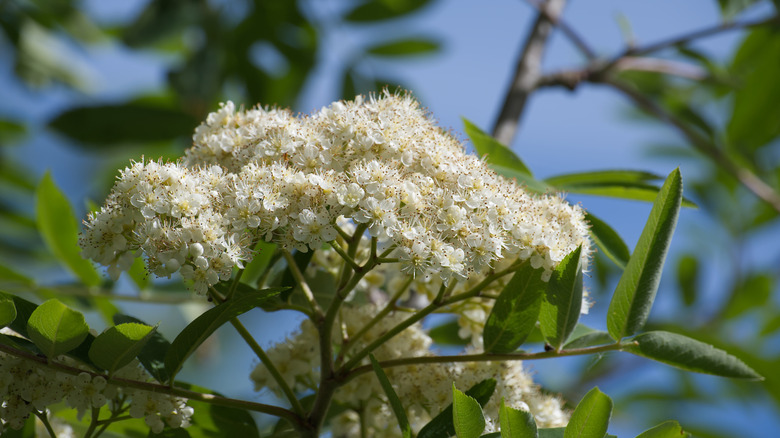 White flowers blooming on a branch of European mountain ash