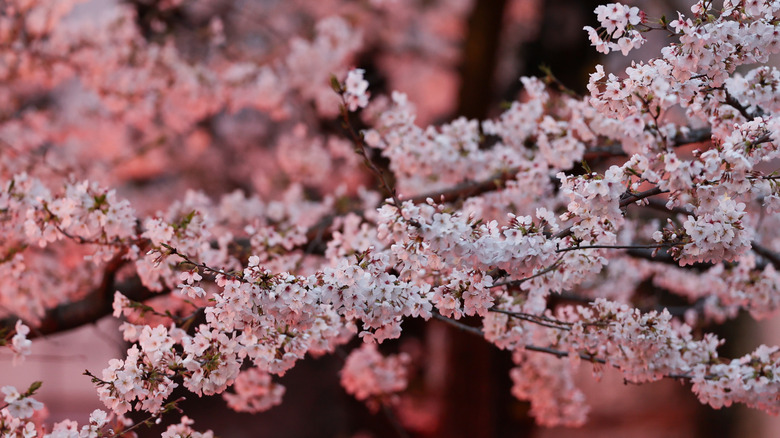Pink flowers on a flowering cherry tree