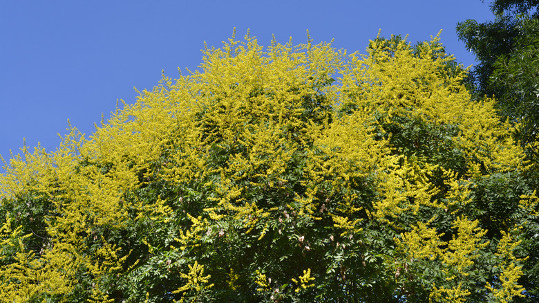 Golden rain tree's yellow flowers