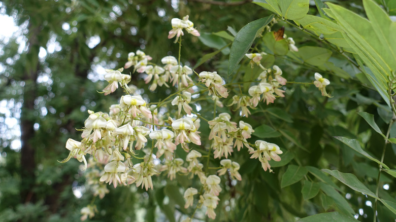 White flowers blooming on a branch of Japanese pagoda tree