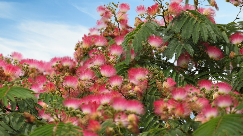Pink and white flowers of mimosa tree
