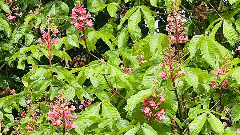 Pink flowers amidst green leaves of red buckeye