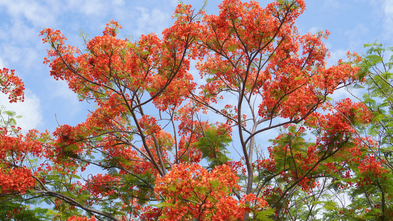 Red flowers of royal poinciana