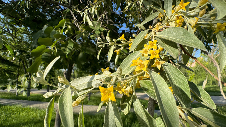 Yellow flowers blooming on a Russian olive tree branch
