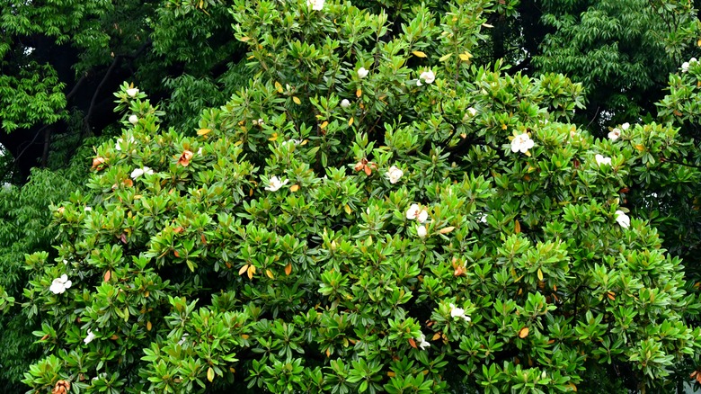 White flowers blooming on southern magnolia tree