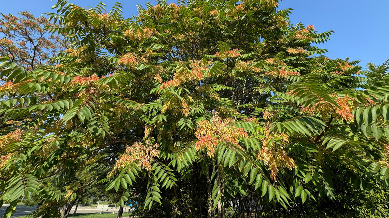 Tree of Heaven branches sporting flowers and leaves