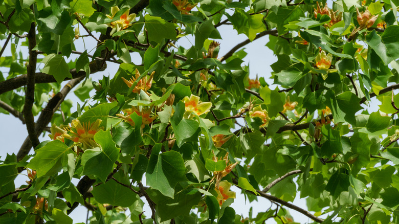 Yellow flowers blooming on a tulip poplar tree