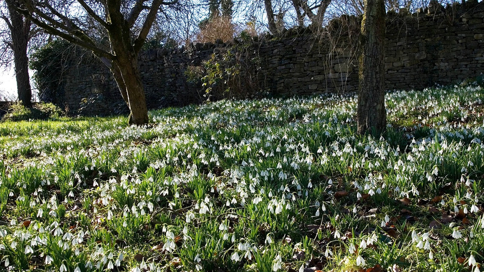 18 Pretty Plants That Thrive Without Direct Sunlight In Your Yard