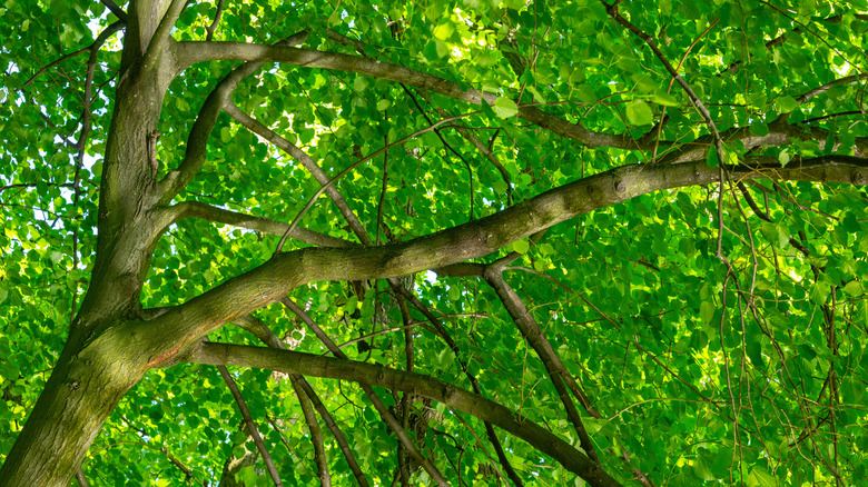 Green leaves on the branches of American elm tree