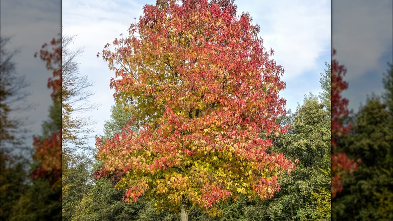 American sweetgum tree growing in garden