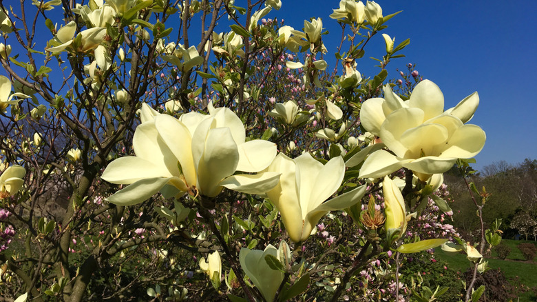 Small 'Butterflies' magnolia tree with yellow blooms