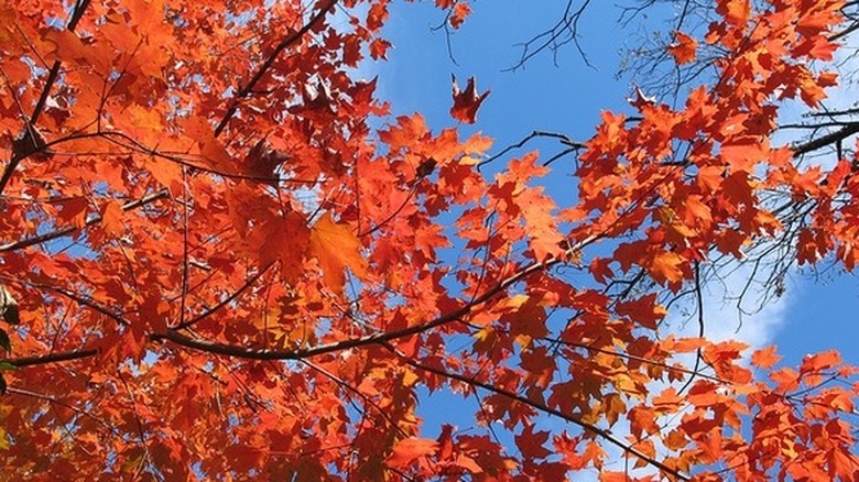 Chalk maple's leaves in the fall