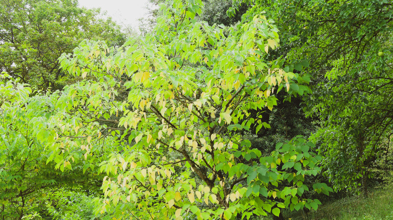 Young common hackberry tree in growth