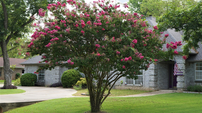 Young crape myrtle tree in bloom