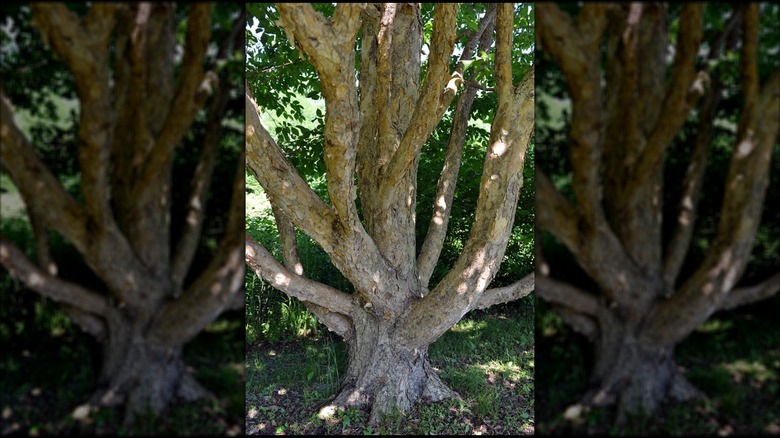 Branches and leaves of Farges filbert