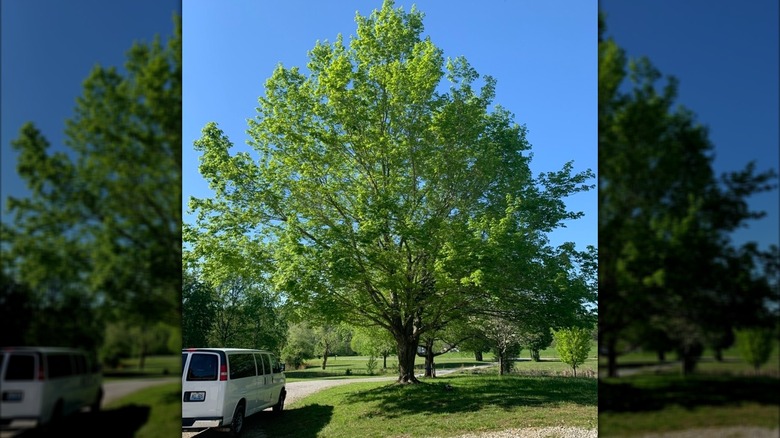 Florida maple tree growing in yard