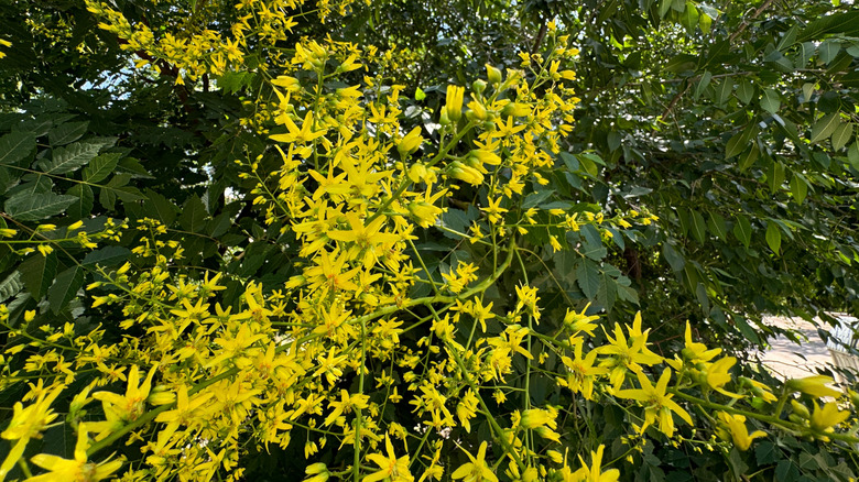 Yellow flowers of golden rain tree