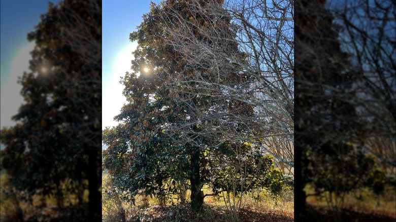 'Hasse' southern magnolia tree in a yard