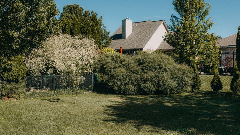 Trees casting shade in backyard
