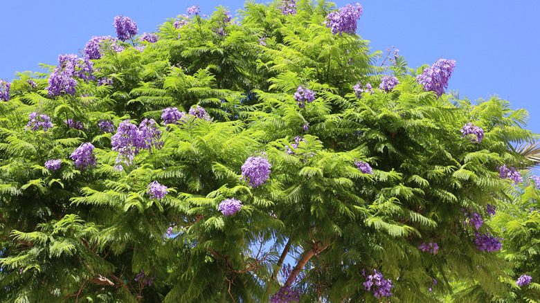 Violet flowers blooming on Jacaranda tree