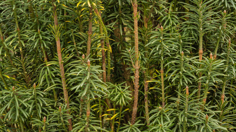 Japanese plum yew's green foliage