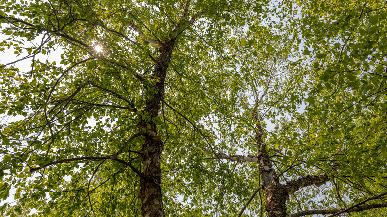 Widespread canopy of river birch trees