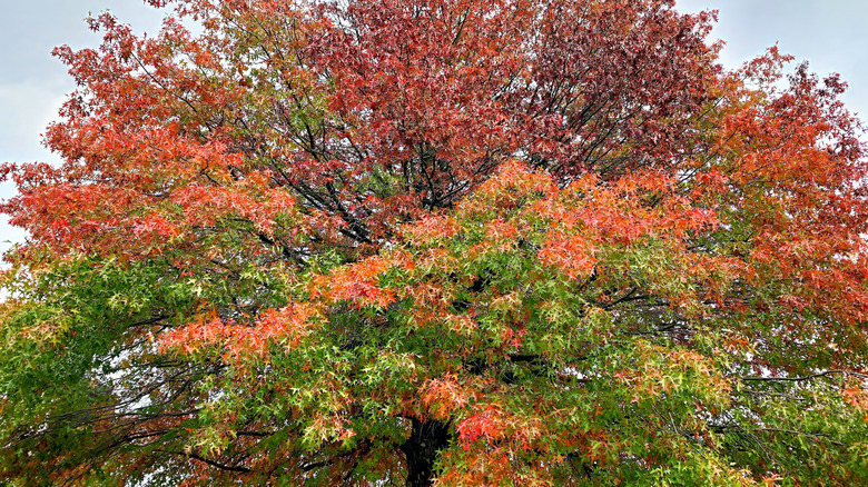 Scarlet oak tree growing in garden