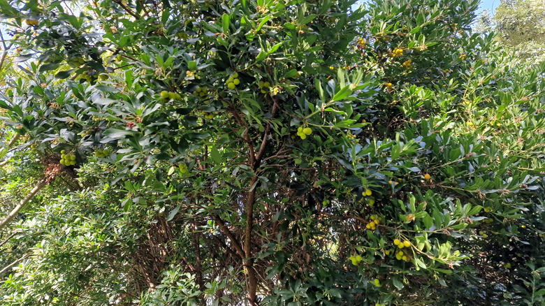 Strawberry tree growing in a garden with unripe fruit