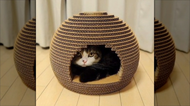 Cute round cat house made from layers of cardboard