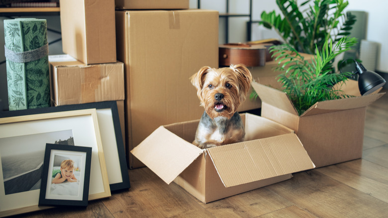 A pile of boxes in a living room, with a dog sitting in an open box