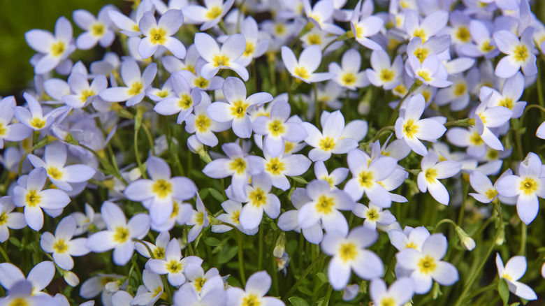 Dozens of azure bluet flowers in bloom