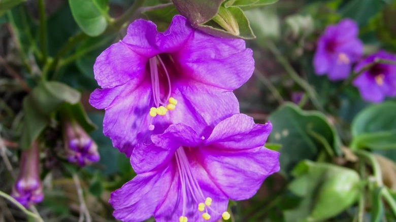 Vibrant magenta blooms of Colorado four o'clock