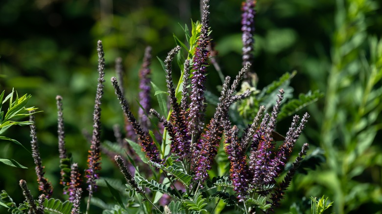 Purple flower spikes on lead plant