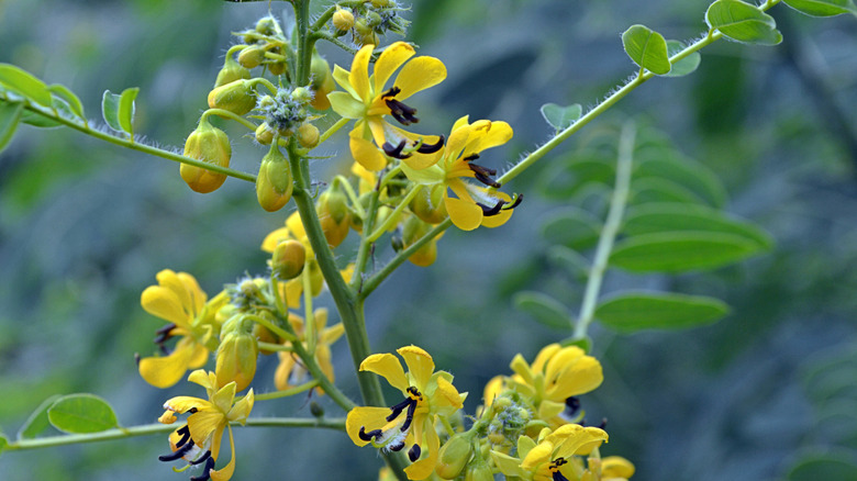 Close-up of yellow Maryland senna flowers in bloom